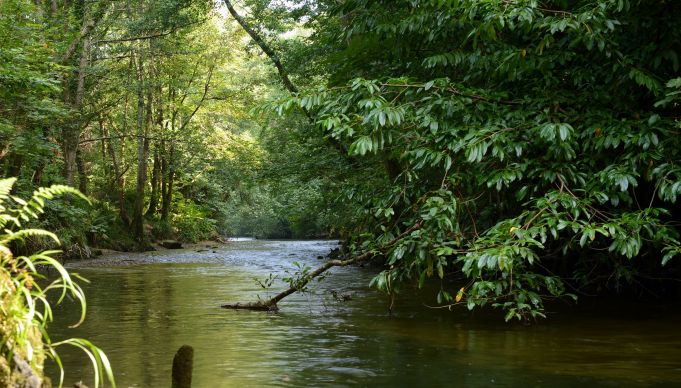 The River Plym which runs just to the side of the Caravan Park