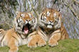 Dartmoor Zoological Park